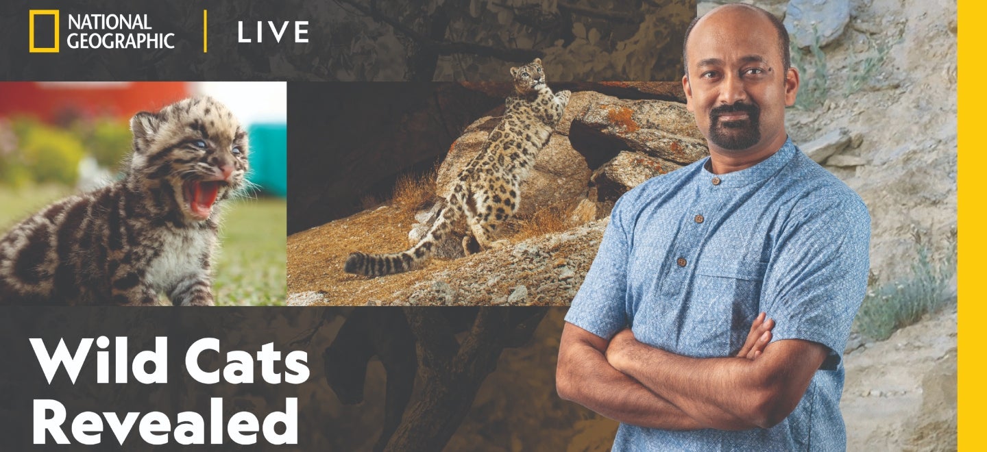 More Info for National Geographic Live - Wild Cats Revealed
