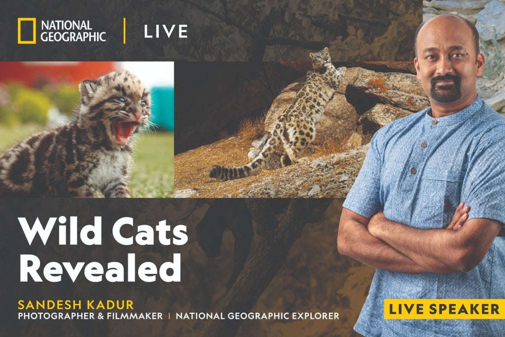 More Info for National Geographic Live - Wild Cats Revealed