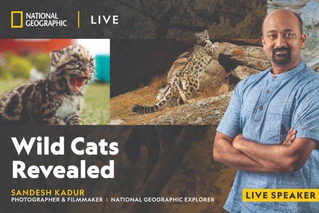 More Info for National Geographic Live - Wild Cats Revealed